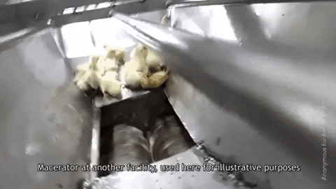1-day-old-male-chicks-high-speed-industrial-grinder.gif