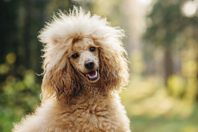 poodle-feature-1.jpg