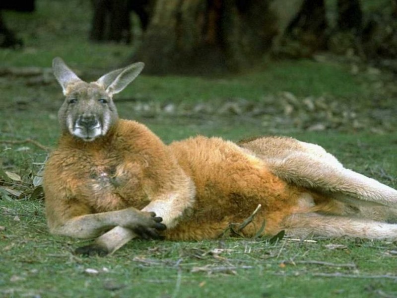 ground-kangaroo.jpg