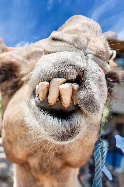 closeup-of-camel-tooth-and-mouth-of-the-face-picture-id1207225147